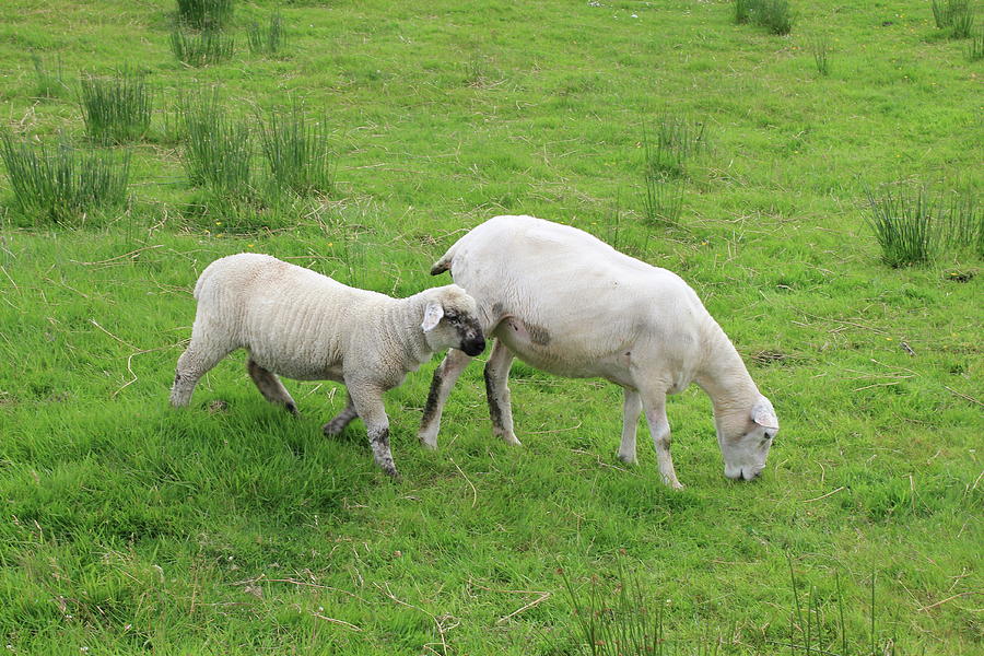 Sheep And Lamb Photograph by Rachele Rossi