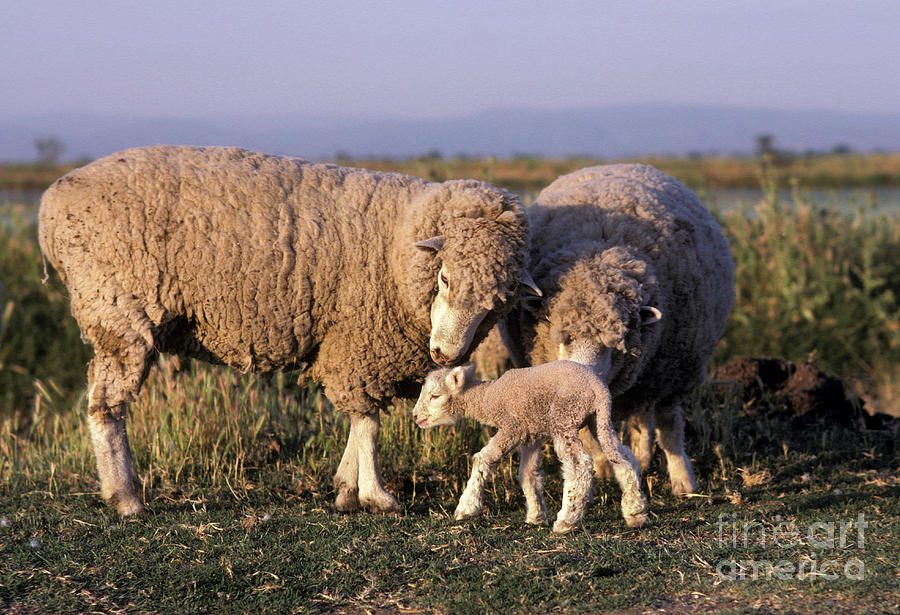Sheep And Lamb Photograph by Ron Sanford