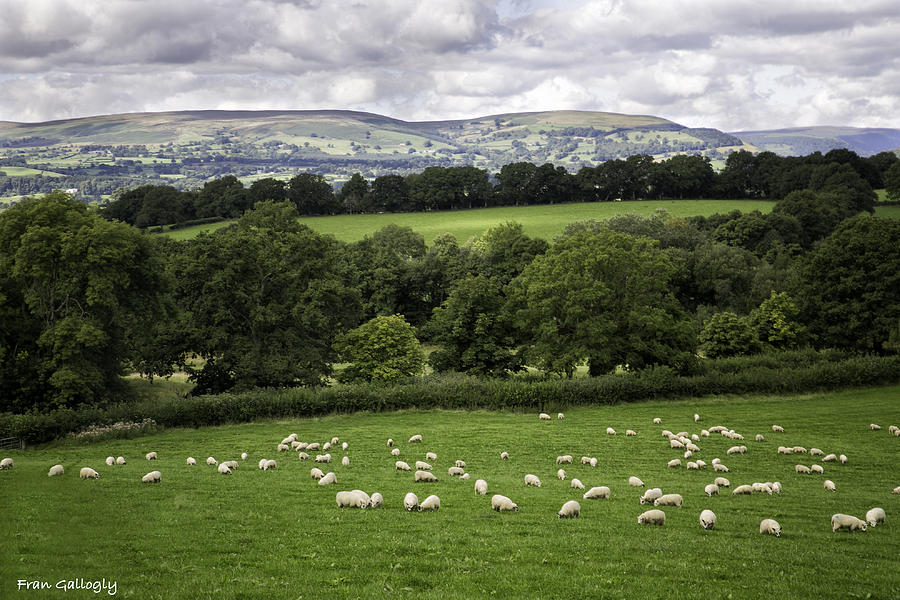 Sheep and More Sheep Photograph by Fran Gallogly