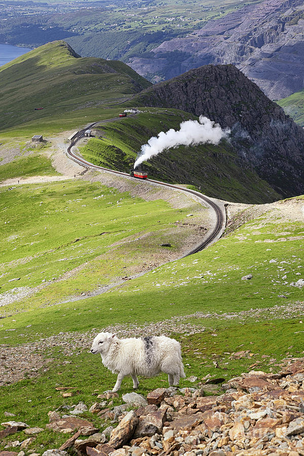 Sheep and mountain railway Photograph by Jane Rix