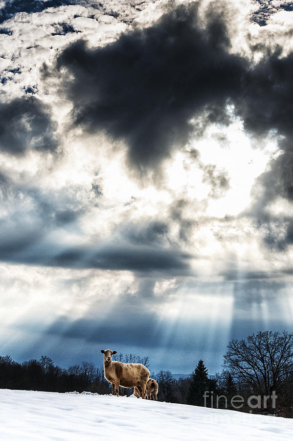 Sheep and Sun Rays Photograph by Thomas R Fletcher