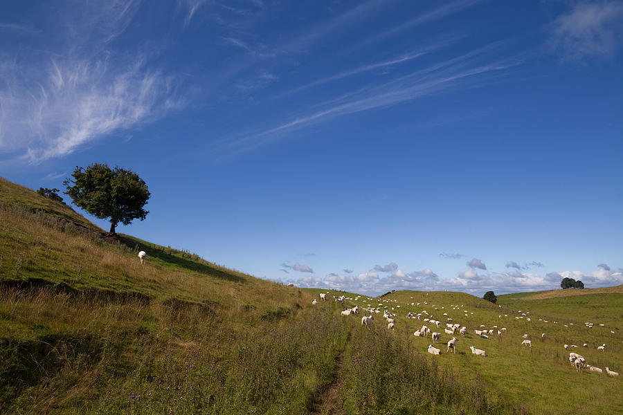 Sheep Photograph - Sheep And Tree, Carbane West by Panoramic Images