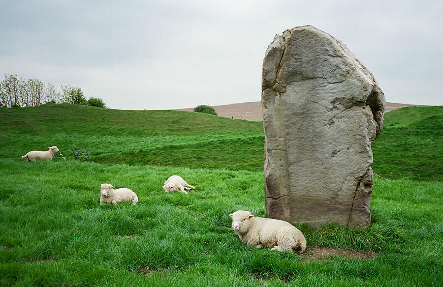 Sheep at Avebury Stones - original Photograph by Marilyn Wilson