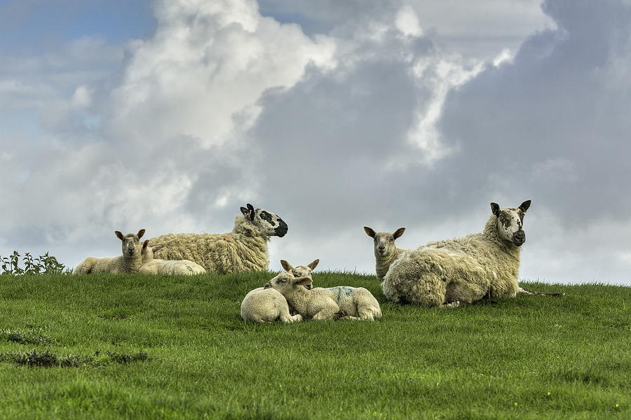 Sheep at Dovers Hill Photograph by Wendy Chapman