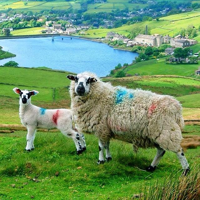 Sheep Photograph - Sheep At Oxenhope. #landscape by David Cook