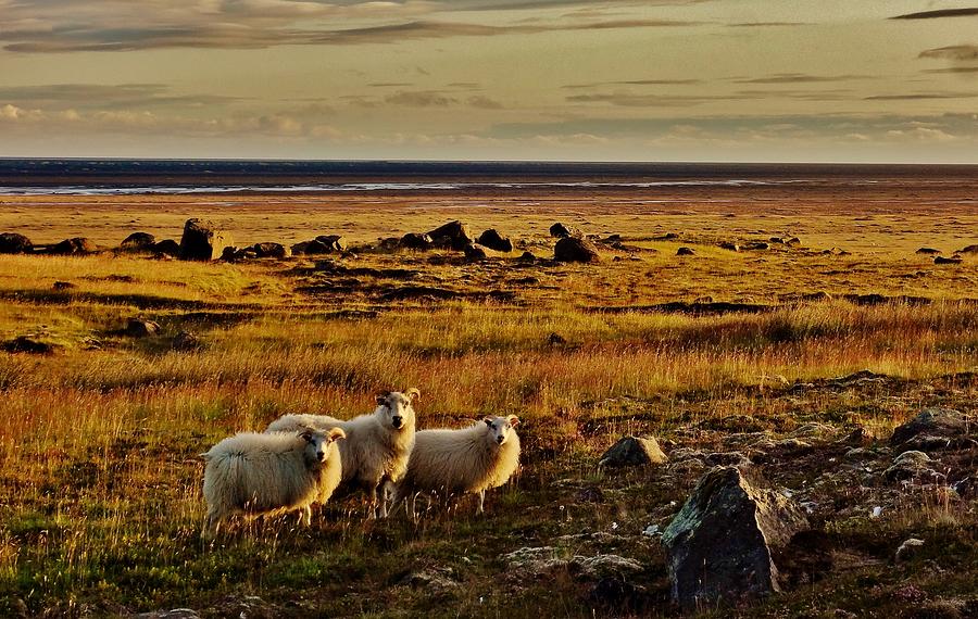 Sheep Photograph - Sheep at Sundown  by Sarah Pemberton