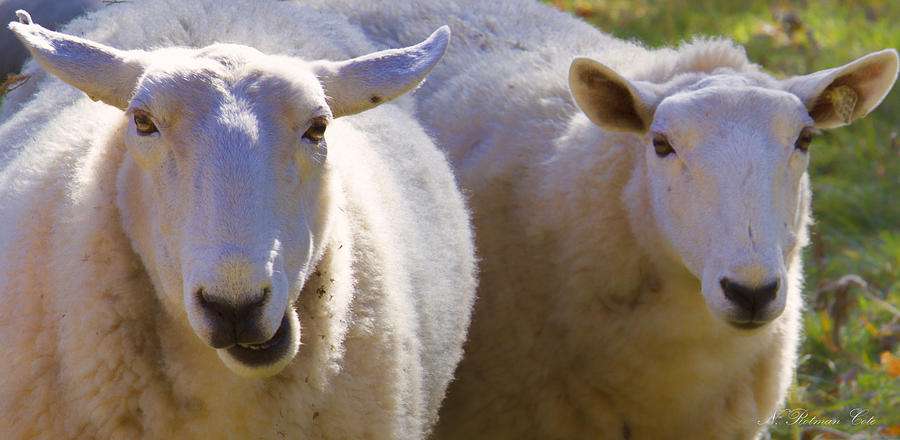 Sheep Buddies Photograph by Natalie Rotman Cote
