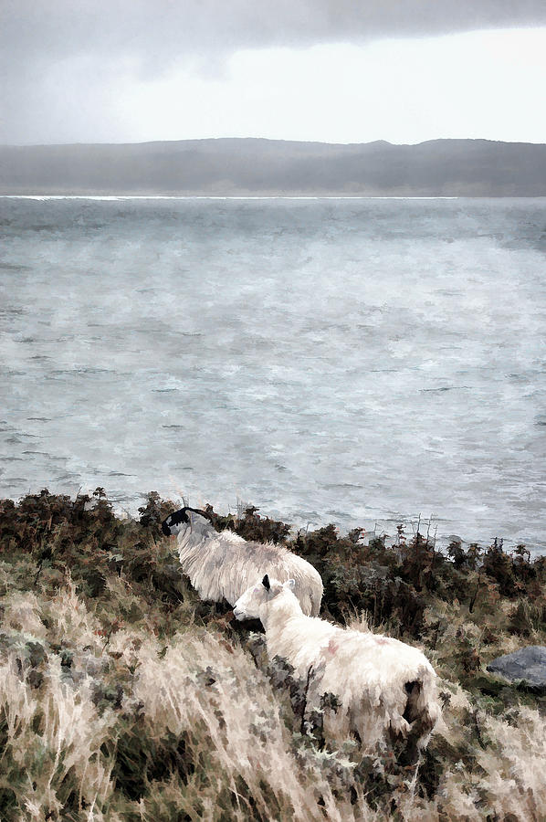 Sheep By The SeaShore Digital Art by Steve Hurt