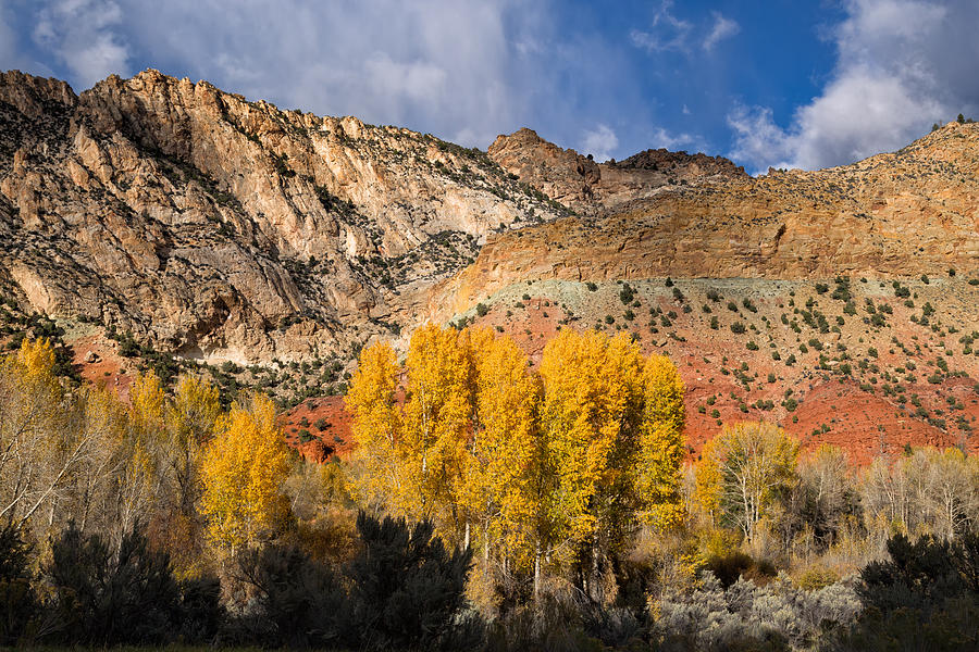 Sheep Canyon in Autumn Photograph by Kathleen Bishop
