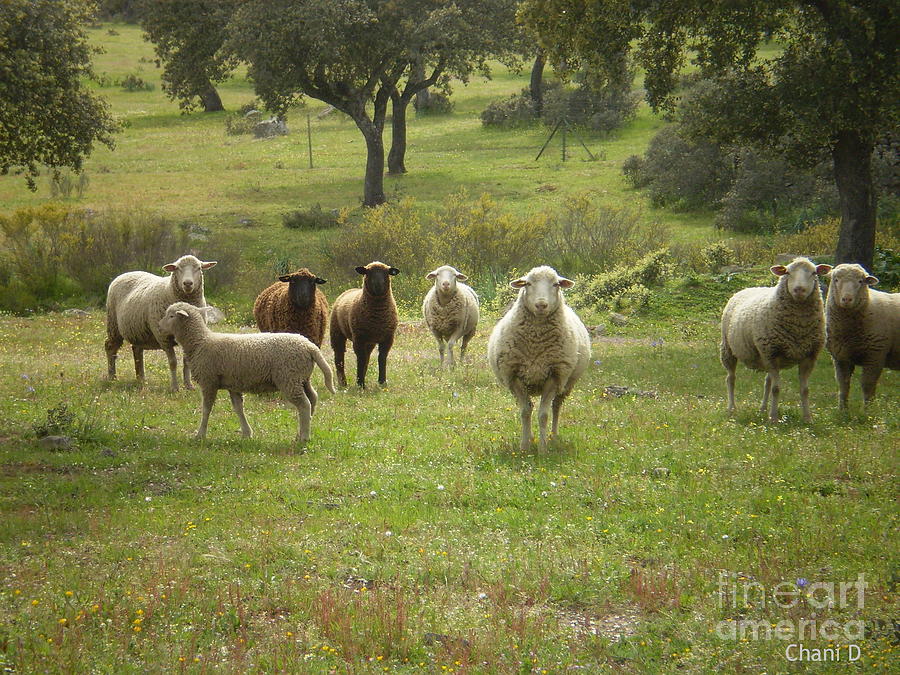 Sheep in Extremadura Photograph by Chani Demuijlder