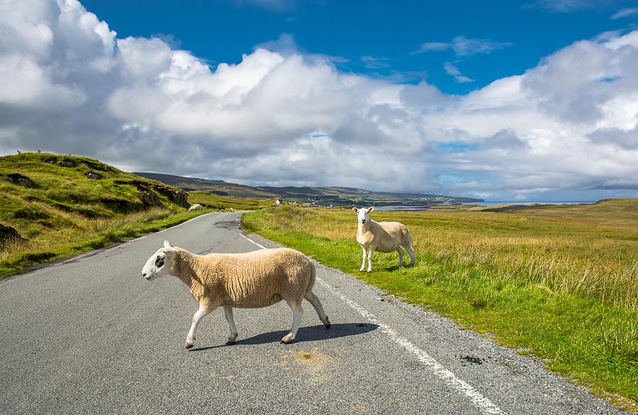 Sheep Crossing A Lonely Country Road In The Scottish Highlands Photograph by Andreas Berthold