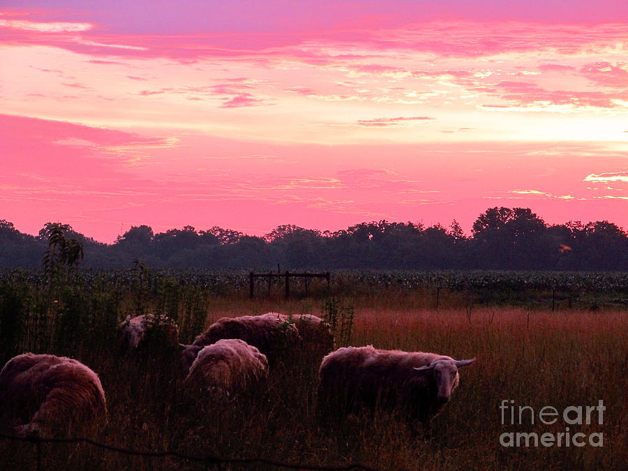 Sunset Photograph - Sheep Early Morning Feeding by Tina M Wenger