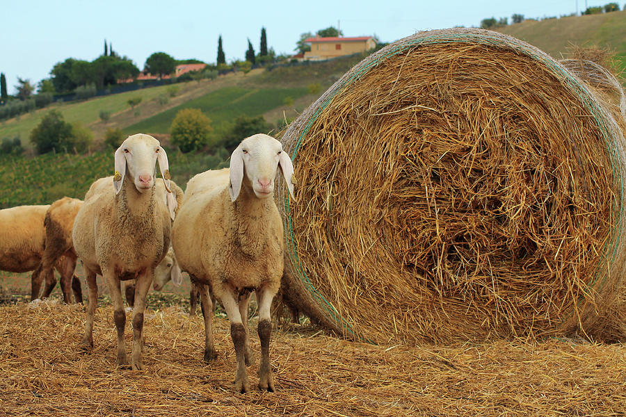 Sheep Photograph by Emya Photography