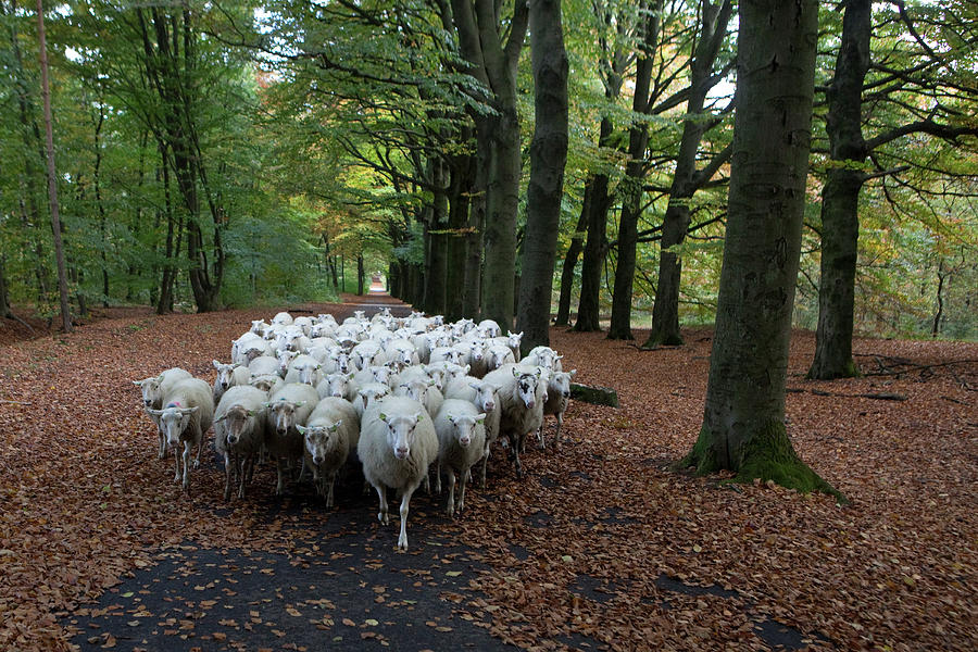 Sheep Exploring The Forest Photograph by Marcusrudolph.nl