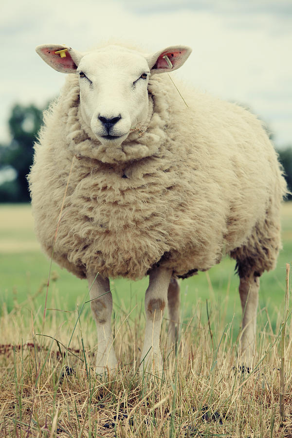 Sheep Photograph by Falko Follert