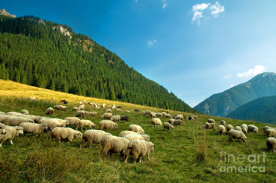 Sheep farm in the mountains Photograph by Michal Bednarek