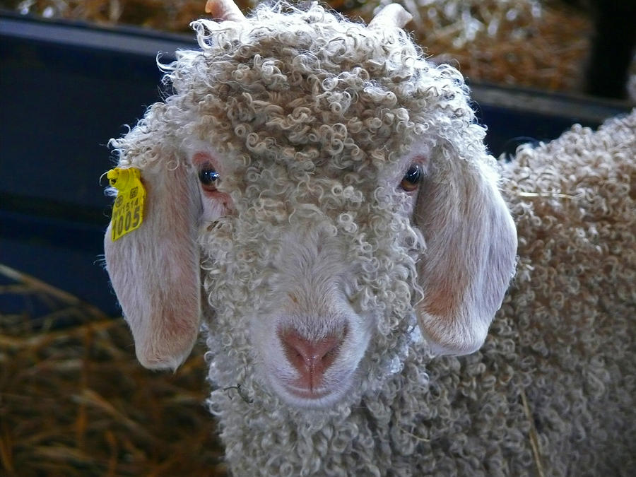 Farm Animals Photograph - Sheep Festival Contestant by Ellen Stockdale Wolfe