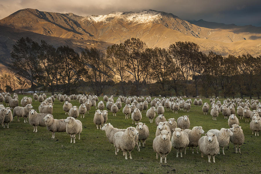 Sheep Flock At Dawn Arrowtown Otago New Photograph by Colin Monteath, Hedgehog House