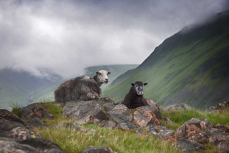 Sheep Photograph - Sheep by Gouzel -