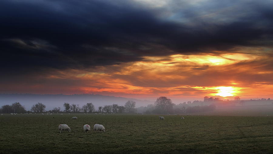 Sheep Graze Photograph by A Goncalves
