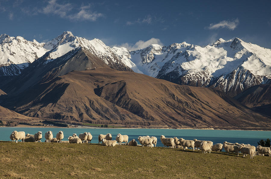 Sheep Grazing At Lake Pukaki And The Photograph by Colin Monteath