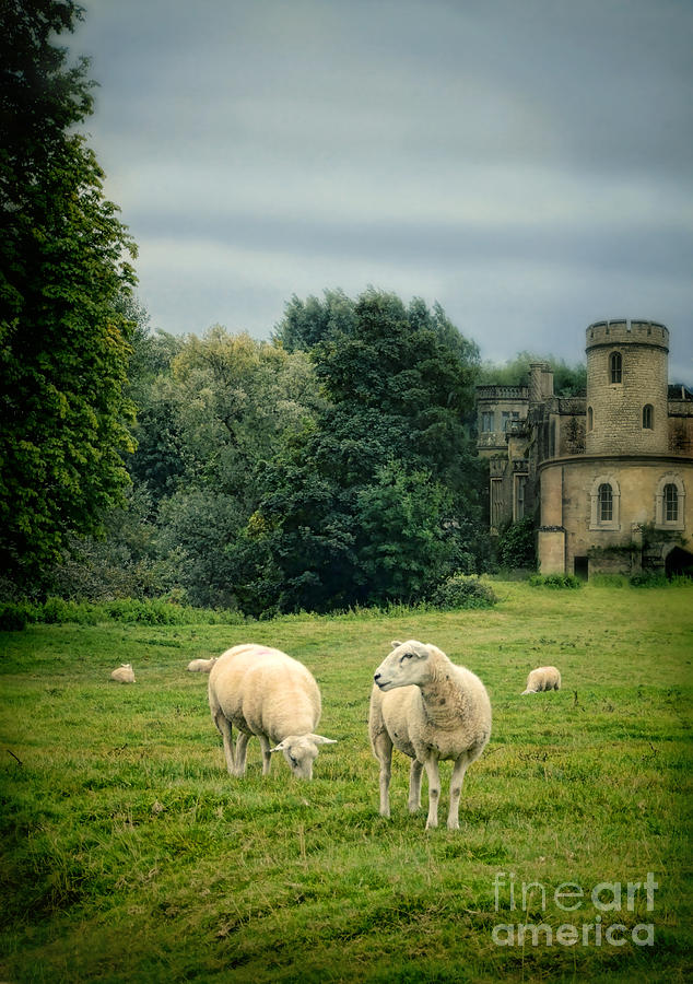 Sheep Grazing by Castle Photograph by Jill Battaglia