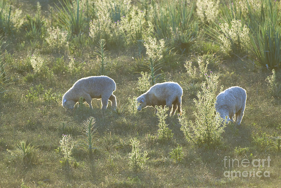 Sheep Grazing In Uruguay Photograph by William H. Mullins