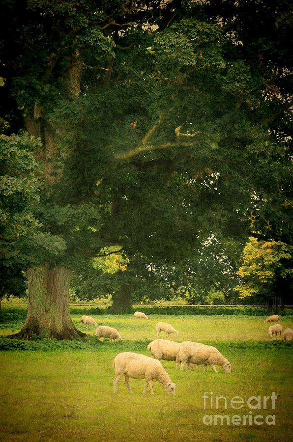 Sheep Grazing Photograph by Jill Battaglia