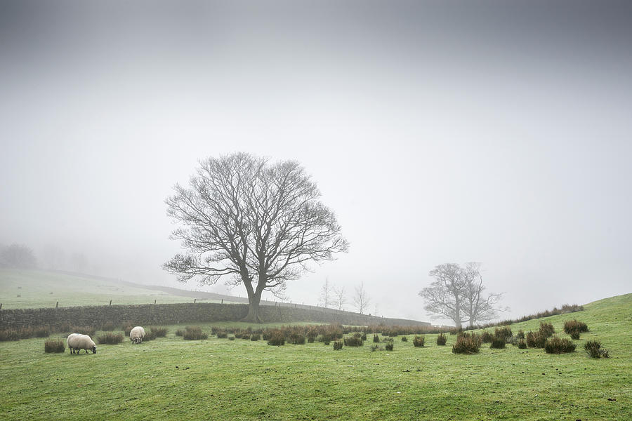 Sheep Grazing On A Misty Morning Photograph by Photos By R A Kearton
