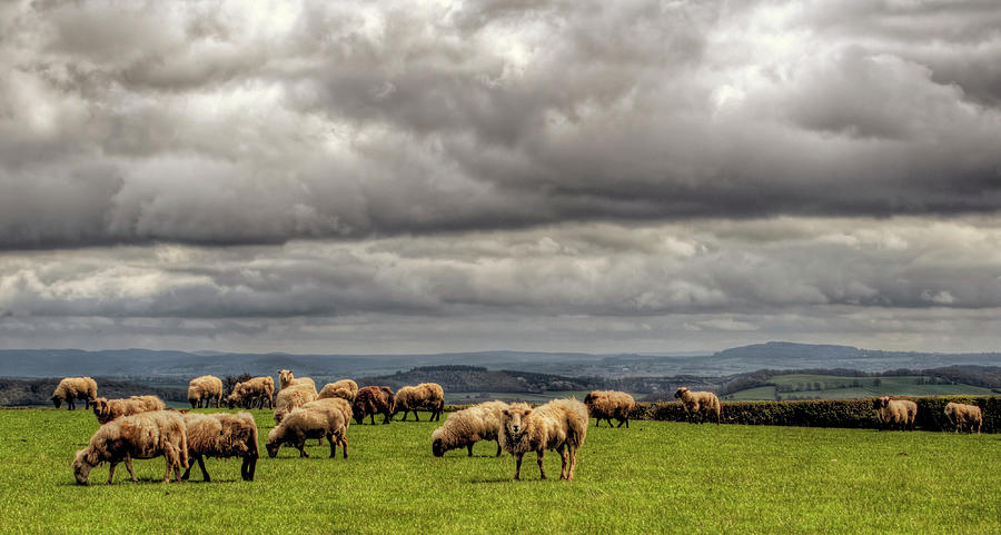 Sheep  Grazing On A Mountain Pasture Photograph by Neil Howard