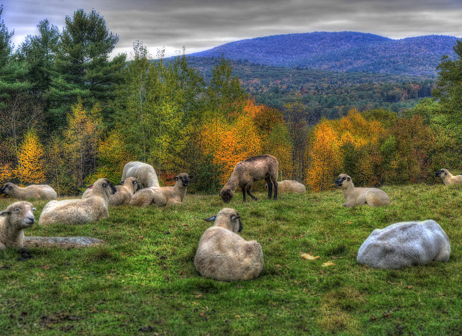 Sheep Photograph - Sheep Grazing on Mountain  by Joann Vitali