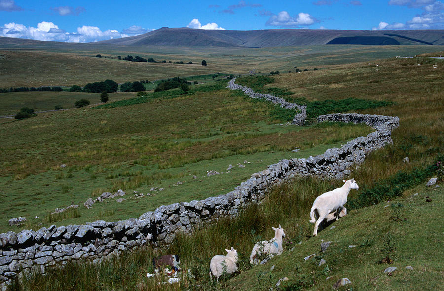 Sheep Grazing On The Grassy Ridges,a Photograph by Manfred Gottschalk