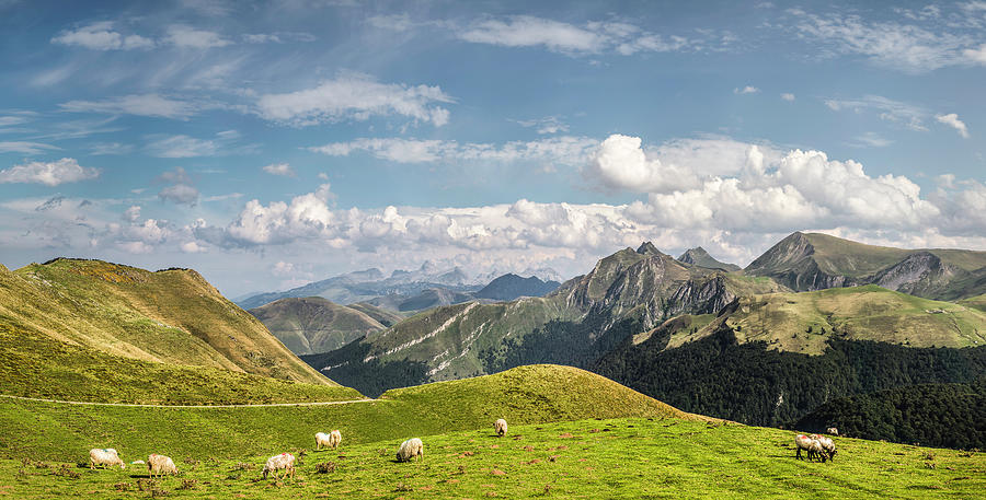 Sheep Grazing, Saint-michel, Pyrenees Photograph by Manuel Sulzer
