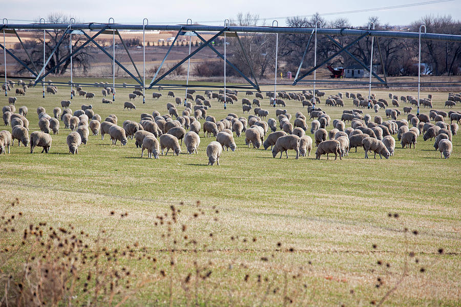 Sheep Photograph - Sheep Grazing Under An Irrigation Boom by Jim West