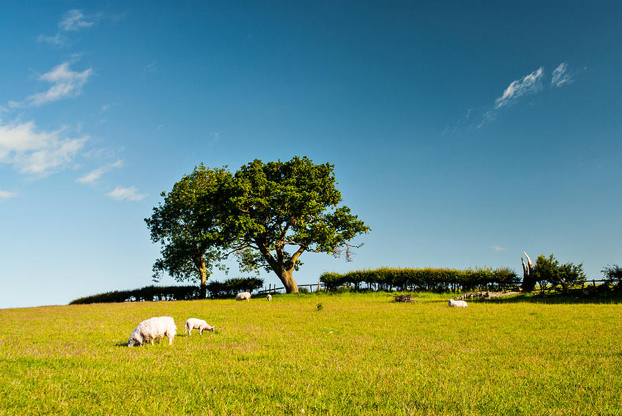 Sheep Photograph - Sheep Grazing Under Watchful Trees by Steven Garratt