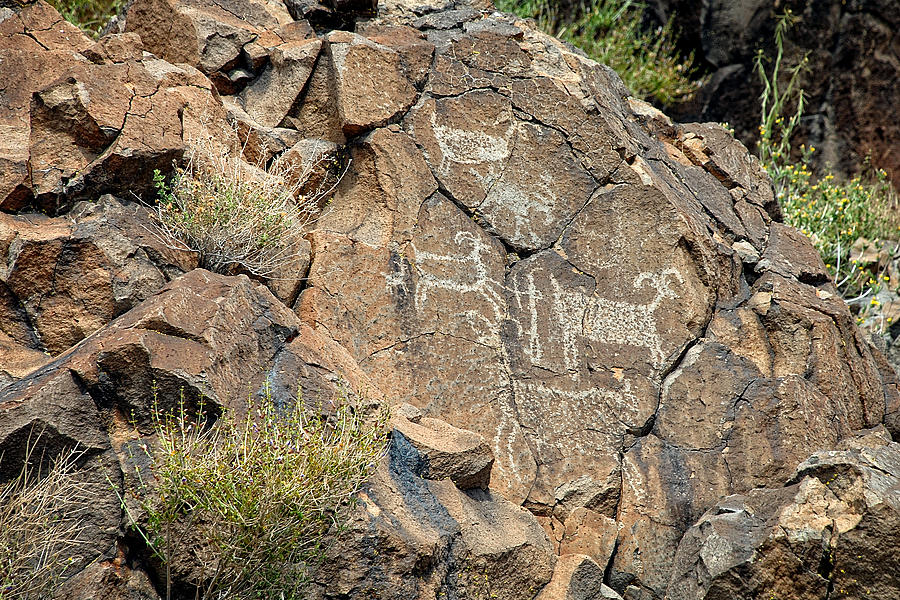 Sheep group petroglyph Photograph by John Bennett