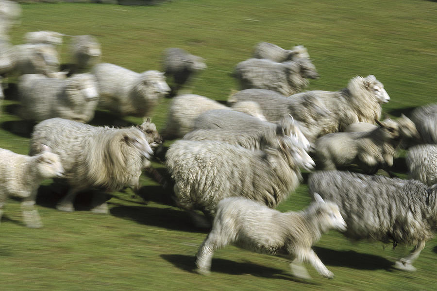 Sheep Herd Running New Zealand Photograph by Konrad Wothe
