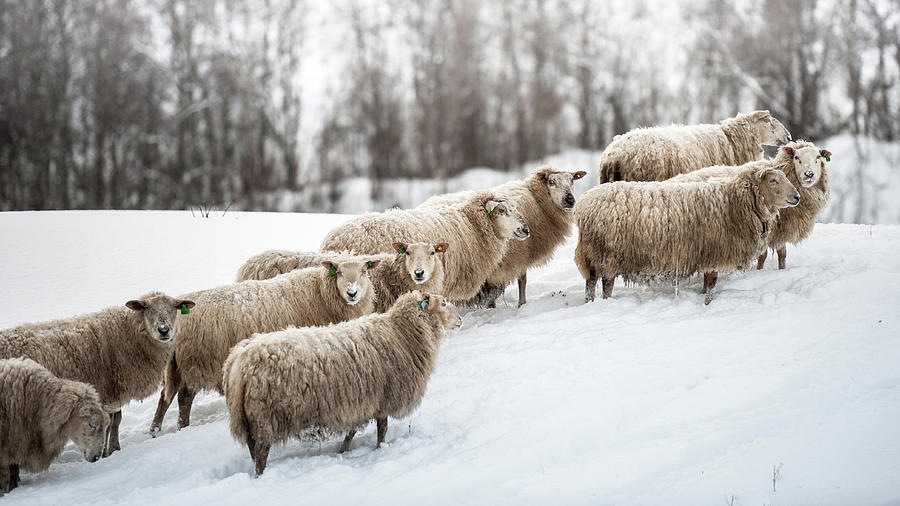 Sheep Herd Waking On Snow Field Photograph by Coolbiere Photograph