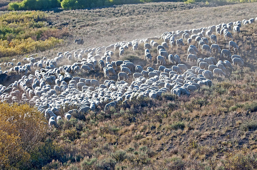Sheep Herder Photograph by Elijah er Pixels