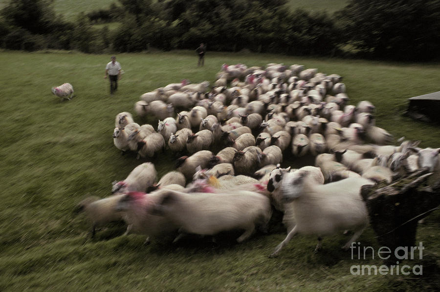 Sheep Herding Photograph by Ron Sanford