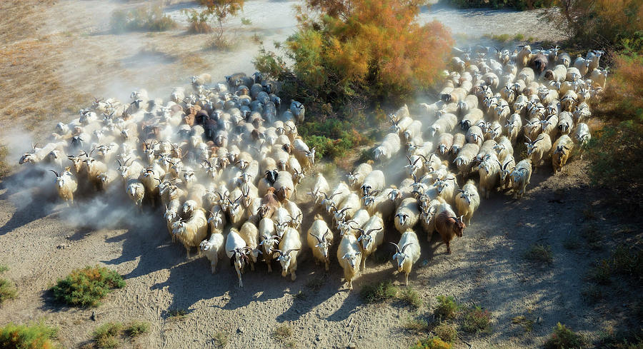 Sheep Photograph - Sheep by Hua Zhu