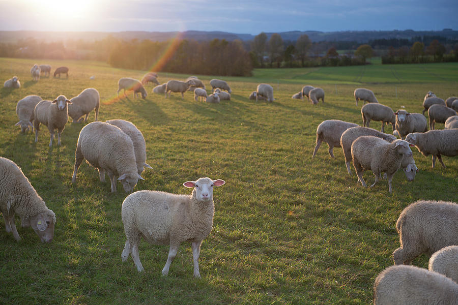 Sheep In A Field At Sunset Photograph by Thomas Winz