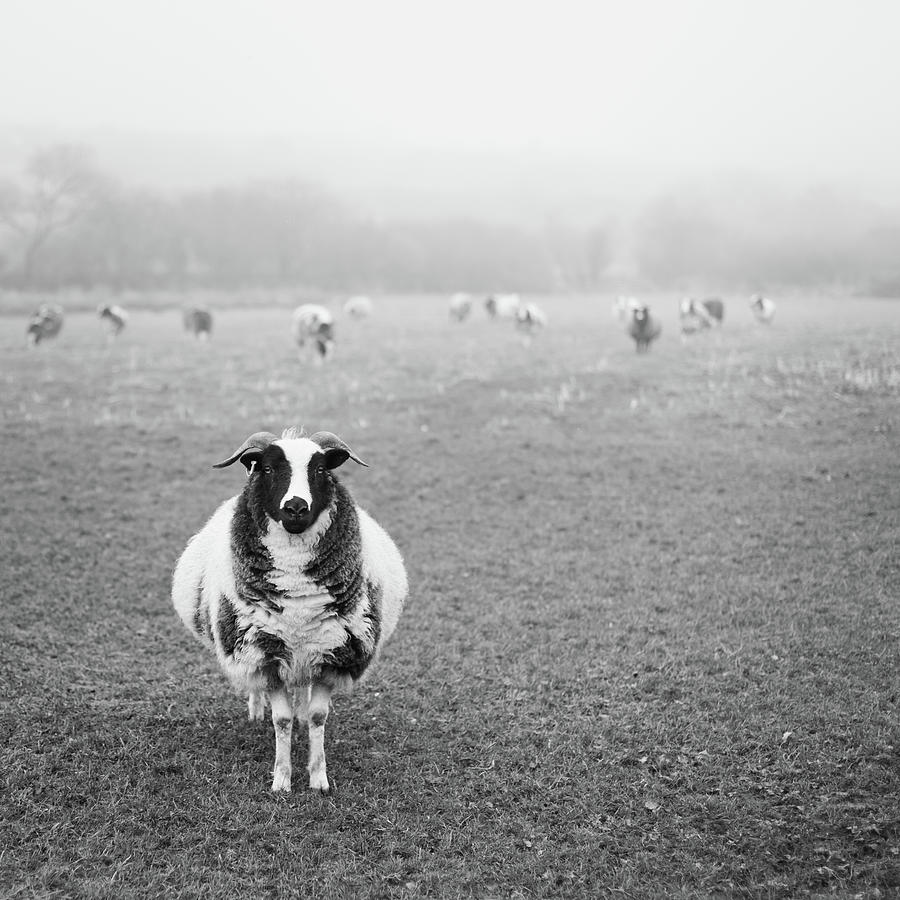 Sheep In A Field Photograph by Suzanne Marshall