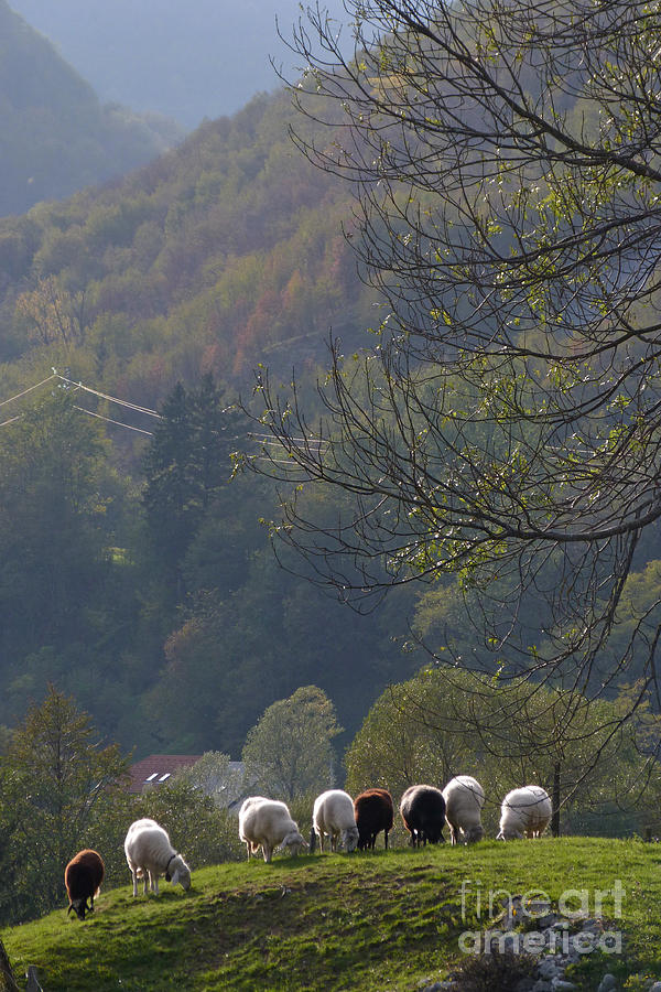 Sheep Row - Julian Alps - Slovenia Photograph by Phil Banks