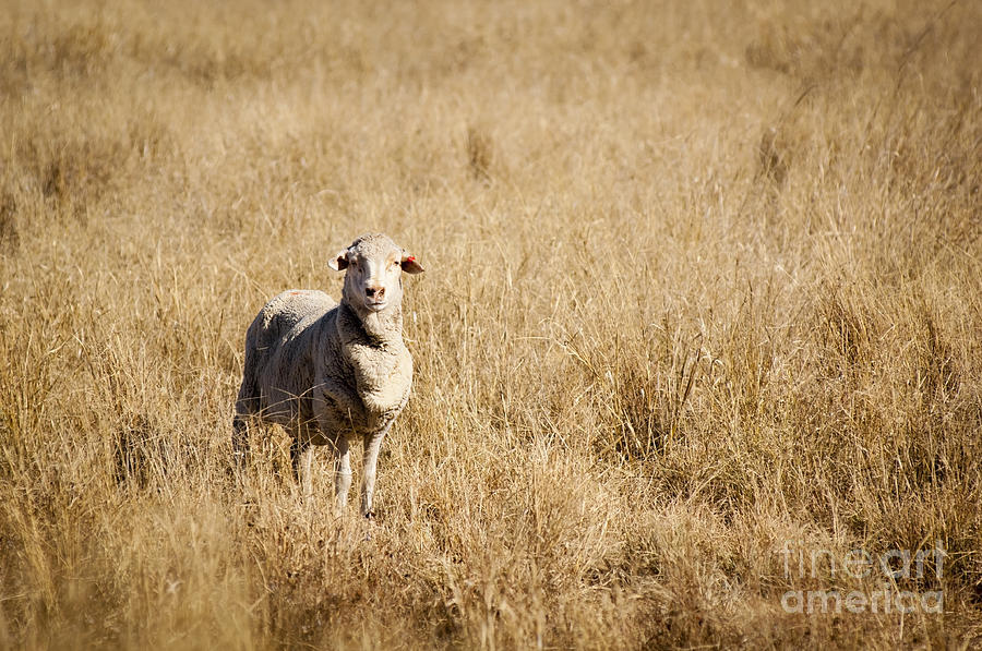 Sheep in Field Photograph by THP Creative