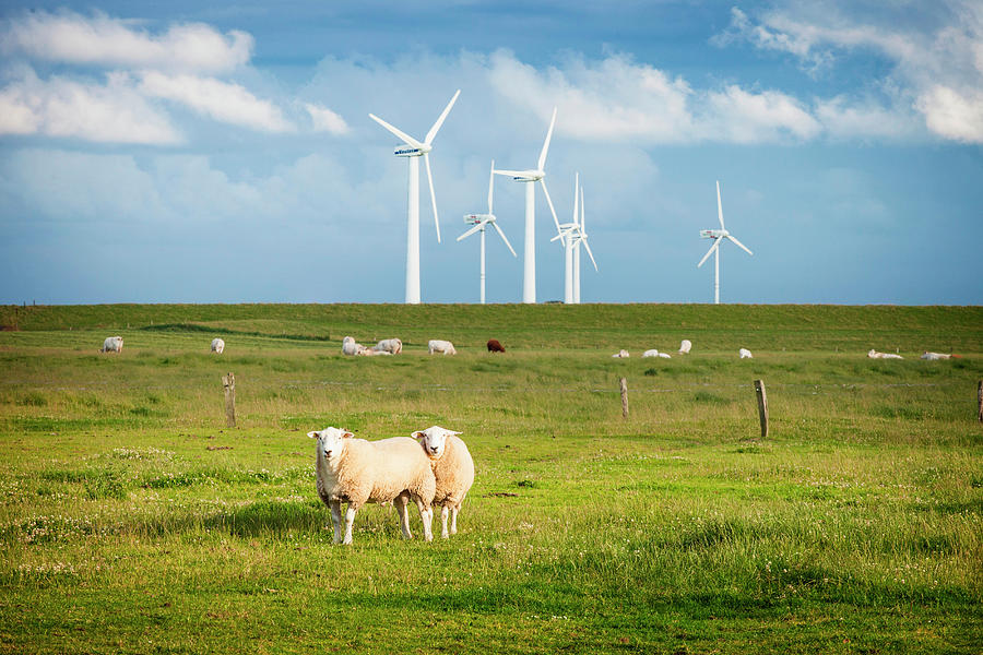 Sheep In Field With Windfarm, Schleswig Photograph by Sah
