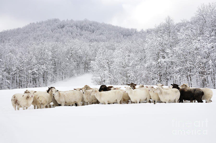 Sheep in Heavy Snow Photograph by Thomas R Fletcher