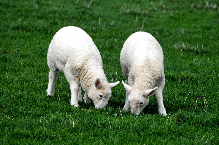 Sheep in Ireland Photograph by Marilyn Burton