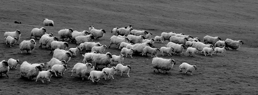 Sheep Photograph - Sheep in Kerry by Barbara Walsh