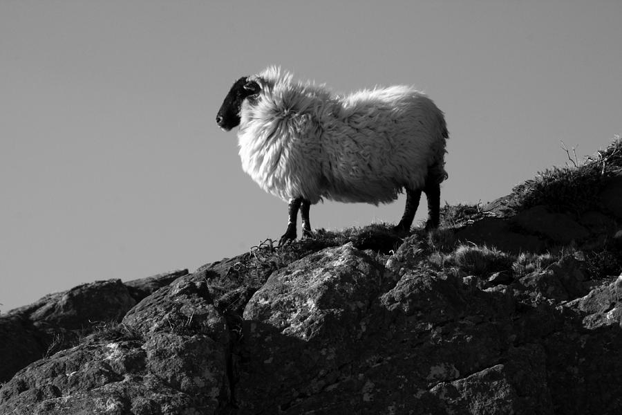 Sheep In Mountain Landscape Photograph by Aidan Moran